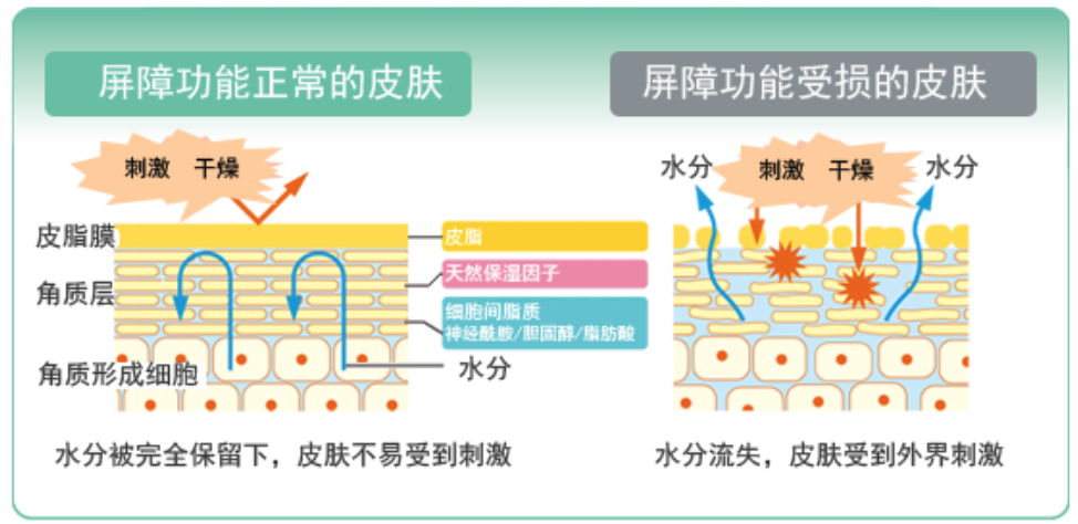 干、癢、紅、腫？別慌涂護(hù)膚品，先看看皮膚屏
